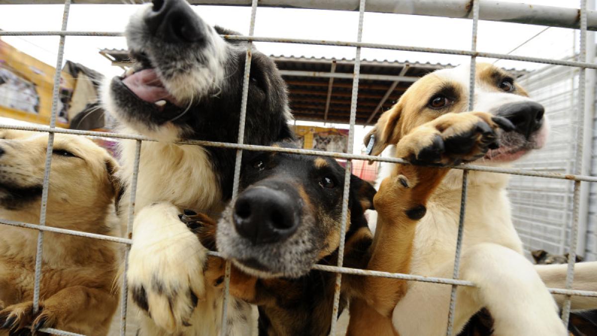 15.000 de câini uciși, proteste în stradă: ANSVSA explică controalele și noile reguli