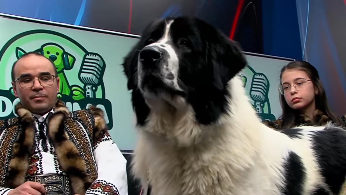 Ciobănescul de Bucovina. Care este istoria și particularitățile acestei rase de câini