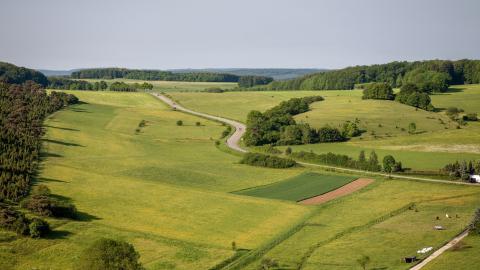 Perdelele de vegetație sunt scut împotriva viscolului și secetei