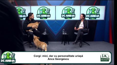 Corgi: mici, dar cu personalitate uriașă | BarksVille Corgis