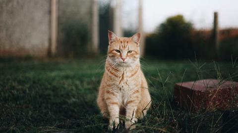 Ce putem face pentru bunăstarea patrupedelor? Urmăriți DC Anima, astăzi de la 19.00, pe DCNews