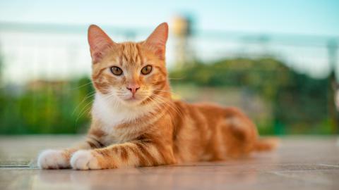 Anunțuri false cu animale de companie. Cum ne ferim de acest tip de escrocherie de pe internet?