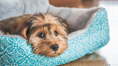 Cum facem animalul să se simtă confortabil în casa noastră. Un specialist oferă câteva sfaturi