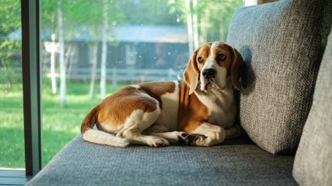 Legătura dintre cruzimea asupra animalelor și cea asupra oamenilor. Phil Arkow, la DC Anima