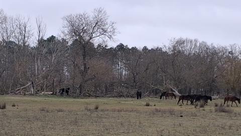 Mor celebrii cai de la Letea? Ce spune guvernatorul ARBDD