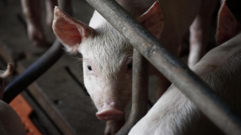 Cât cheltuie şi cât câştigă un producător de carne de porc din România