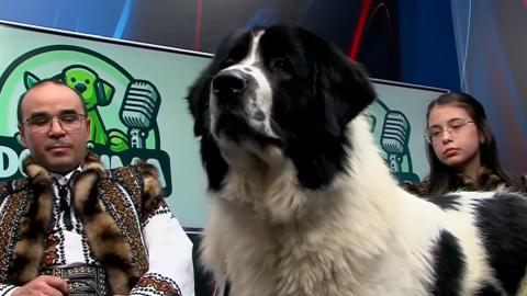 Ciobănescul de Bucovina. Care este istoria și particularitățile acestei rase de câini