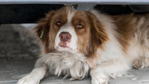 Care sunt actele necesare pentru adopția unui animal de companie? Află detalii la DC Anima