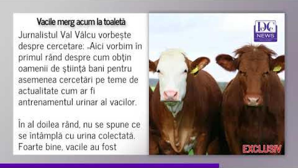 Vacile, învățate să meargă la toaletă. Comentariu tare al lui Val Vâlcu