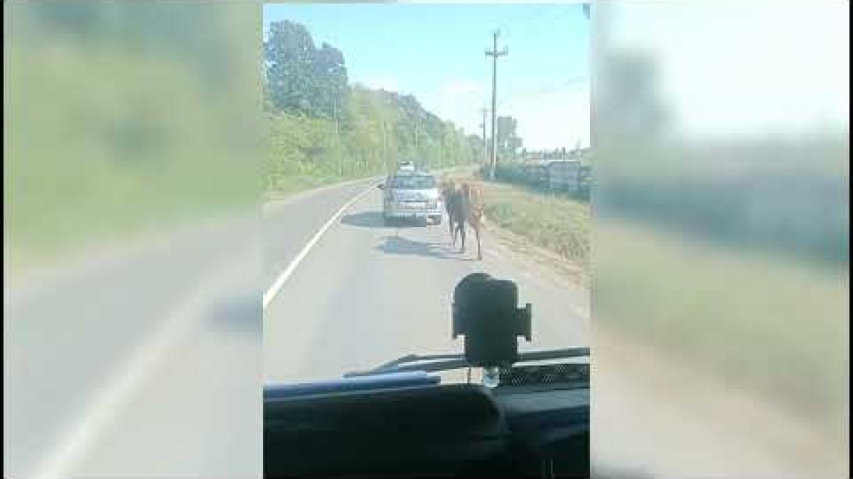 Imagini uluitoare. Vacă legată de o maşină în mers, la intrarea în Bucureşti