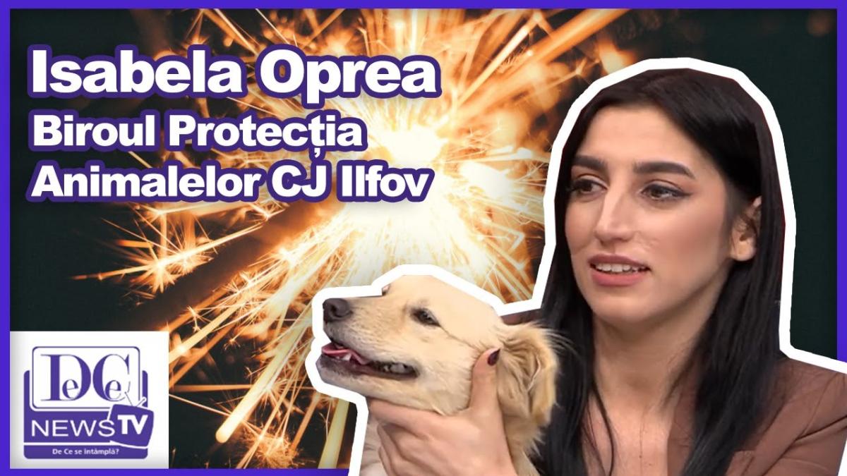 Povestea lui Benny, patrupedul traumatizat de artificii. De ce e bine să ne abținem cu petardele
