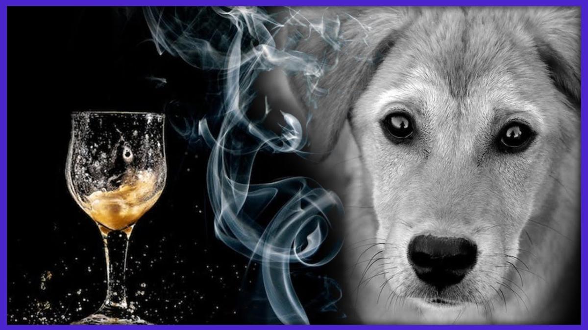 La ce duce lipsa iubirii. Psiholog: O înlocuiesc cu alcool, tutun, droguri, lovitul animalelor