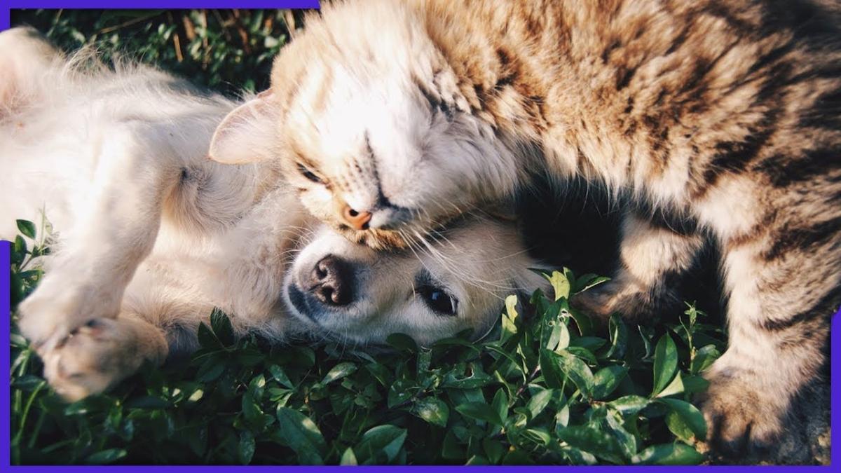 Cum să prevenim urgențele în cazul animalelor de companie. Recomandările medicului veterinar