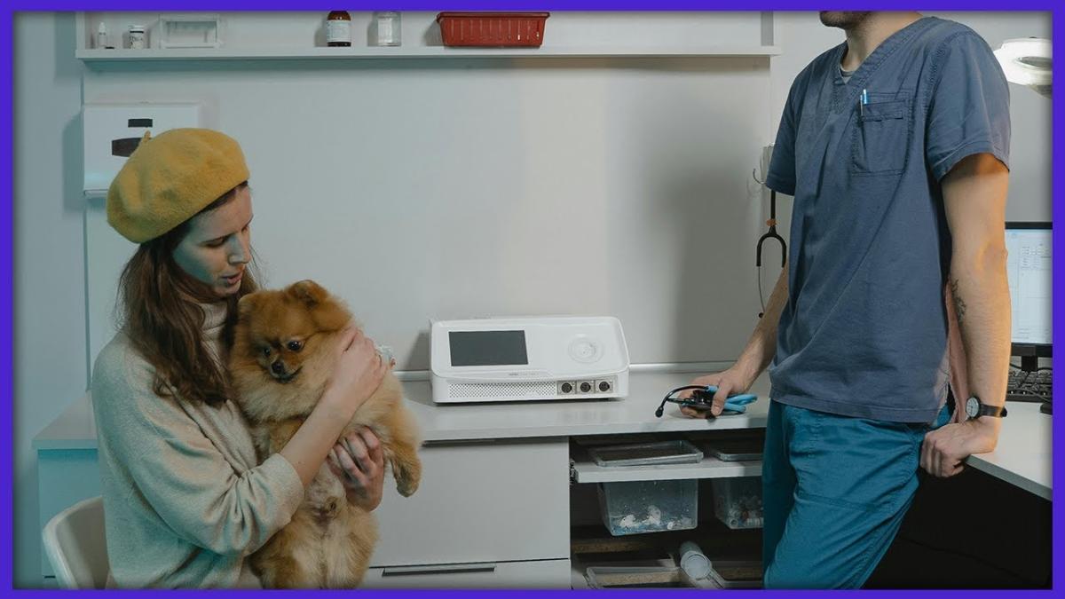 Când să mergi de urgență la veterinar cu animalul de companie