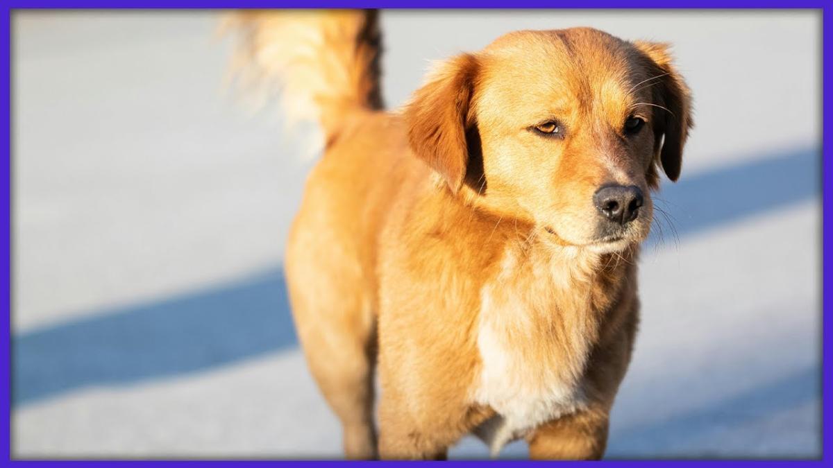 Românii, tot mai nepăsători și neimplicați. Avocat: Câți se opresc atunci când văd cum este schingiuit un animal?