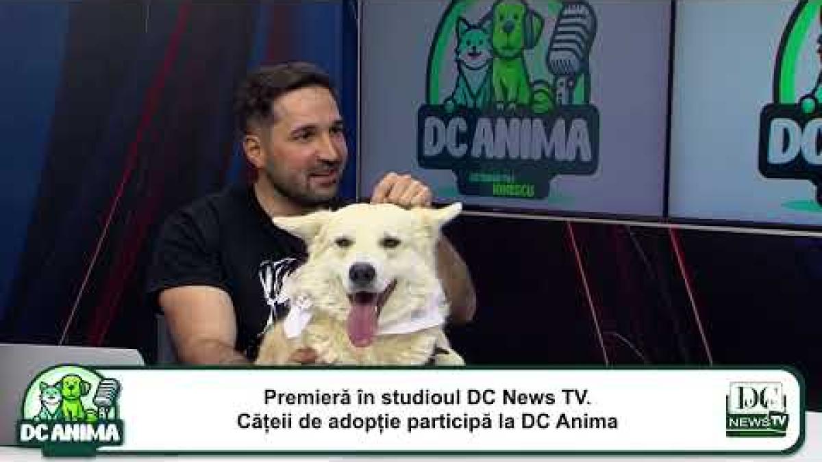 Premieră în studioul DC News TV: Cățeii de adopție participă la DC Anima