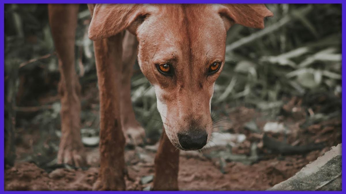 Maltratarea animalelor. Avocatul Poporului: “Cei care au fost victime ale violenței în copilărie, sunt înclinați să aibă un comportament violent”