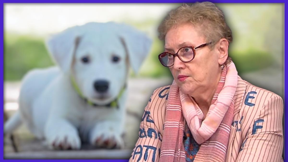 Avocatul Poporului, mesaj dur pentru cei care abandonează animale: Nu cred că au un comportament diferit cu oamenii