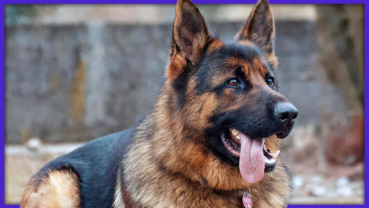 Unde merg câinii polițiști după terminarea „programului”