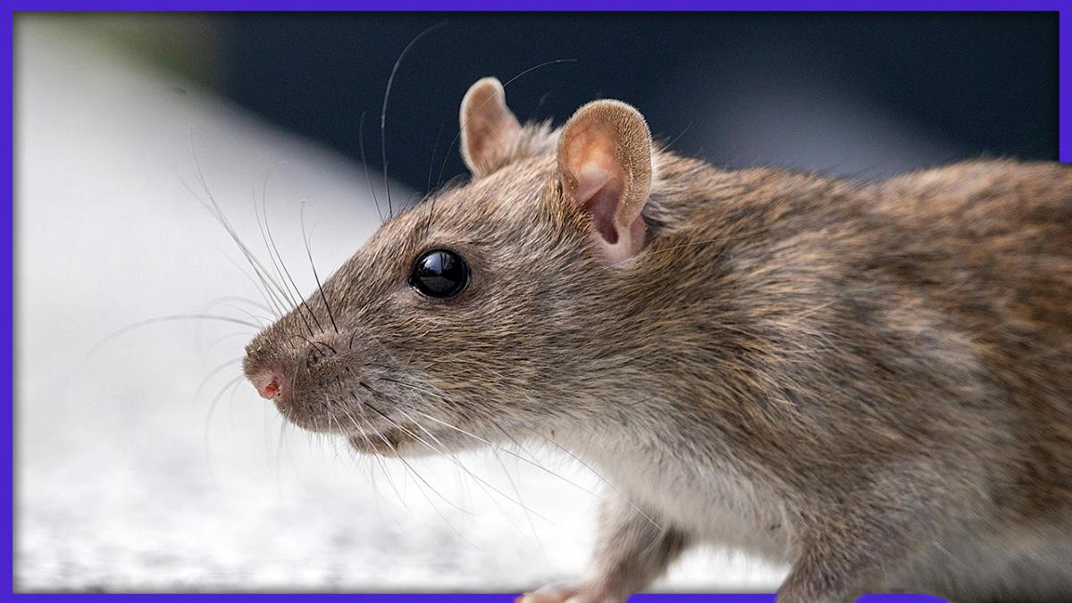 mai sunt inchisorile romanesti pline de gandaci si sobolani comisar sef poate au existat