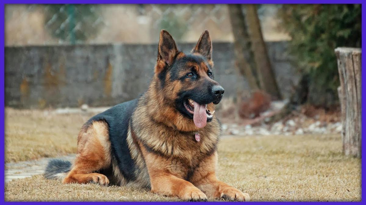 Câinele polițist, în grija agentului de când e pui până „se pensionează”