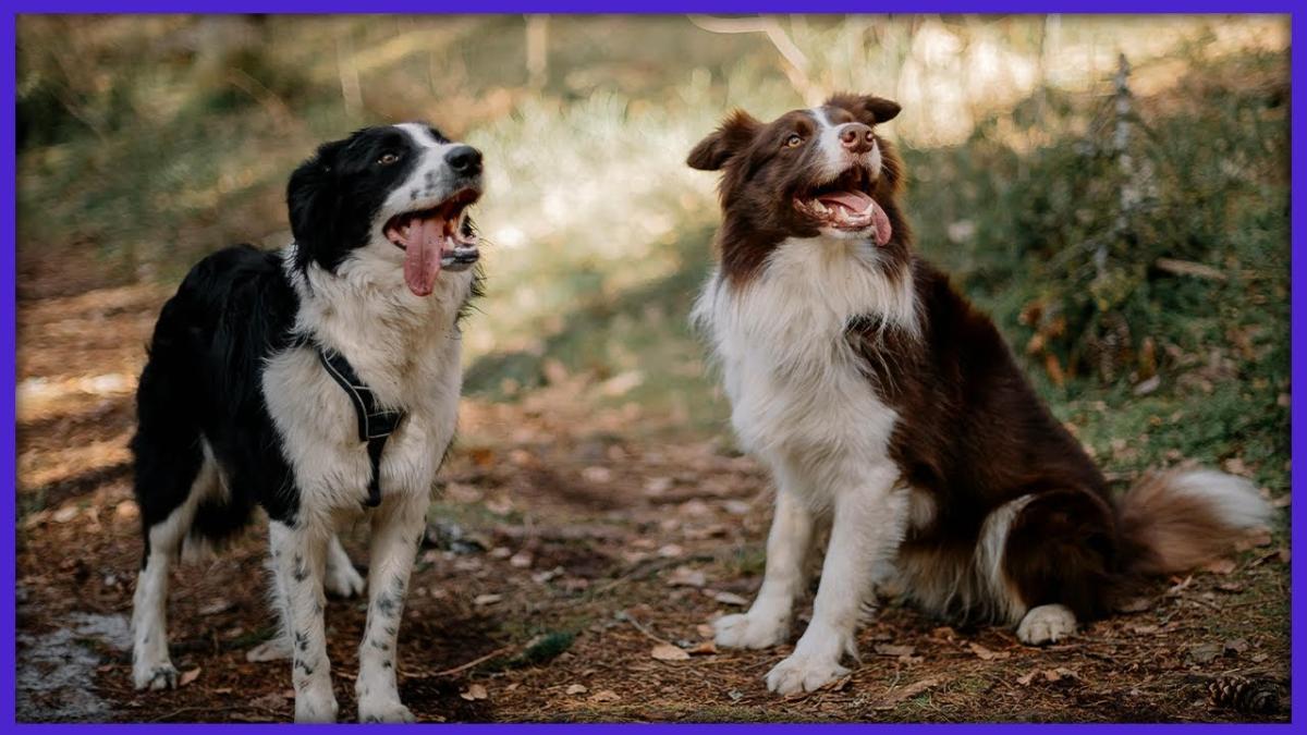 Cât de important este pedigree-ul canin: Chinologia este o știință și ea