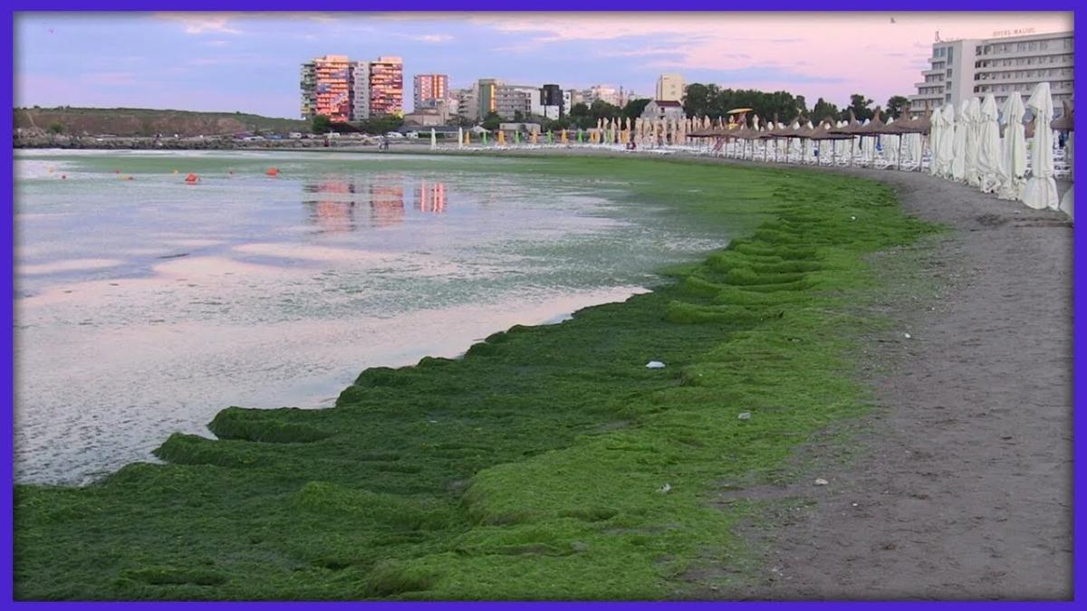 „Munții” de alge care i-au făcut pe turiști să-și anuleze sejurul. Prima reacție: La 40°C este firesc să fie