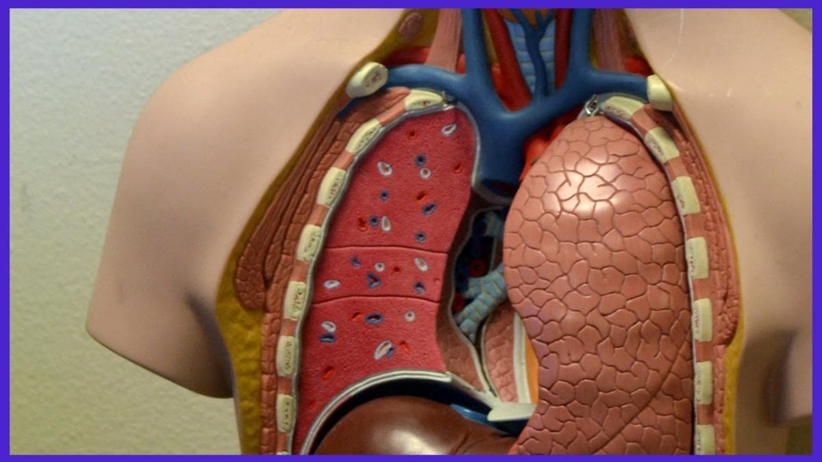 Progrese masive în tratarea cancerului pulmonar. Dr. Tănase (Institutul Oncologic): Acum 5 ani, acești pacienți aveau o speranță de viață de maximum 6 luni