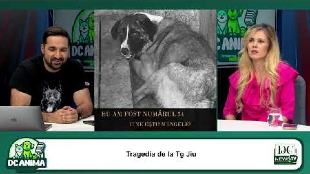 Tragedia de la Târgu Jiu - 60 de câini uciși. Dr. Vet. Patricia Paraschiv, la DC Anima