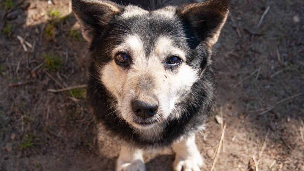 60 de câini fără stăpân, măcelăriți la Târgu Jiu. Veterinar:  Aproape 150 au termen de la 1 septembrie