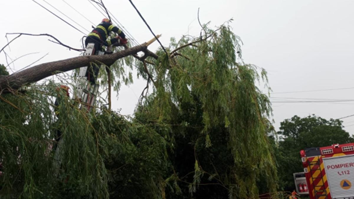 Cercetătorul Ciornei, îngrozit de situația copacilor putrezi din Capitală. „Arborele poate arăta bine pe exterior”
