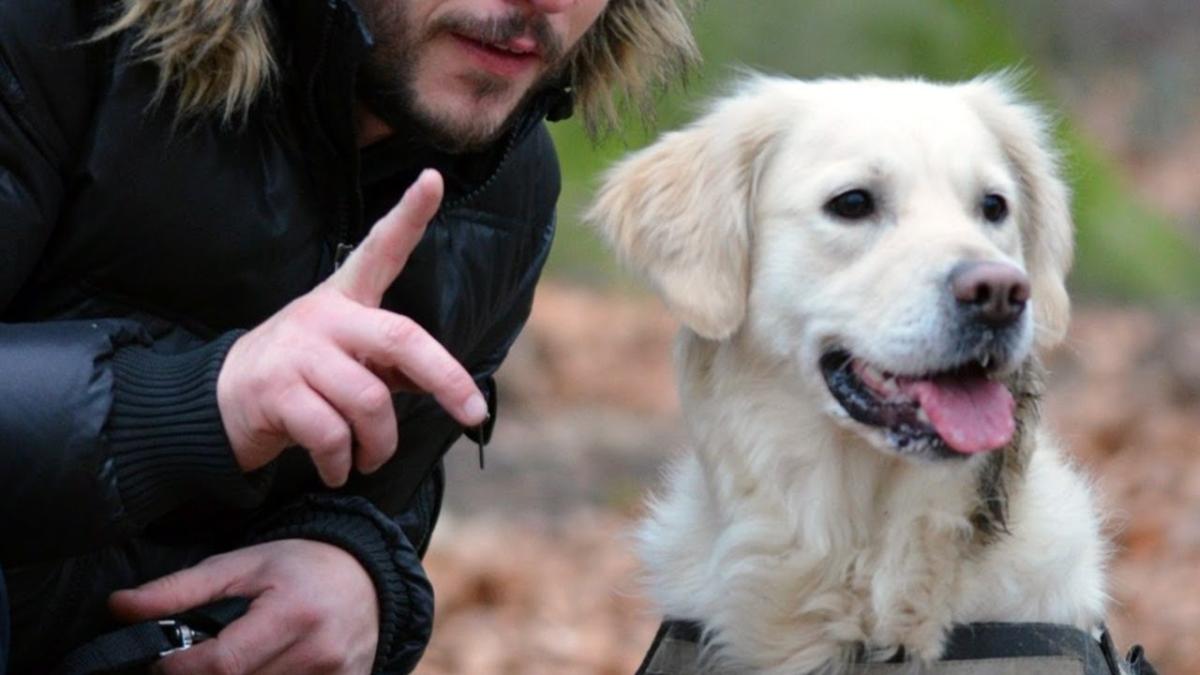 Românii, iubitori de animale doar declarativ? Matematica nu minte: 500.000 de animale de companie în București, dar doar 500 de stăpâni au ieșit în stradă