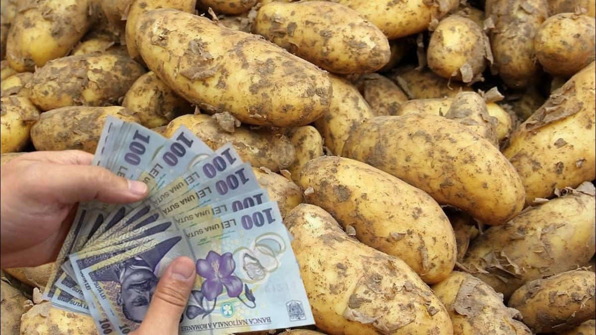Cartofii, mâncarea săracului, s-au scumpit cel mai mult în 2024. Prețurile vor continua să crească