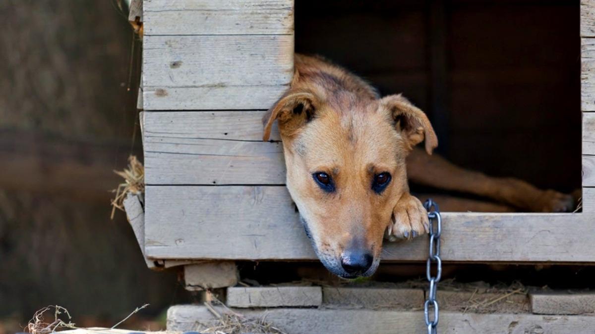 Retrospectiva ultimilor 20 de ani: În orașe, animalele au găsit un cămin, dar la sate schimbarea întârzie