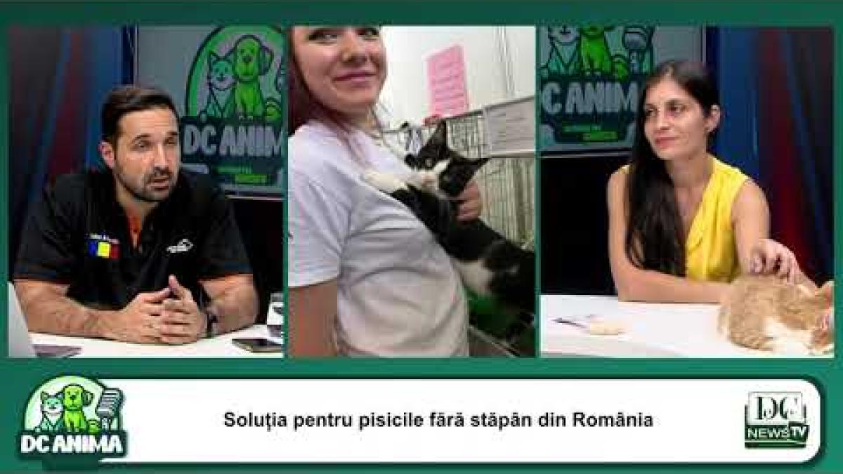 Soluția pentru pisicile fără stăpân din România | Asociația TNR | Geanina Petrea