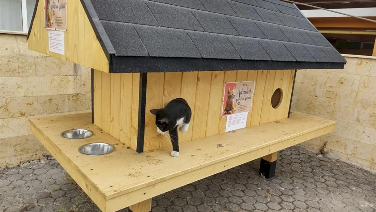 Căsuțe pentru pisici în Sectorul 6: Un adăpost sigur pentru felinele fără stăpân