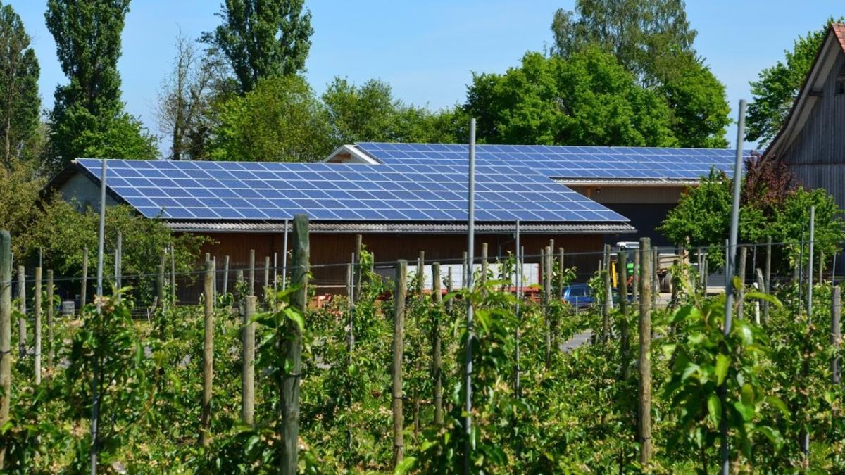 Tot ce trebuie să știi despre panourile fotovoltaice. Atenție la greșeala făcută de unii prosumatori