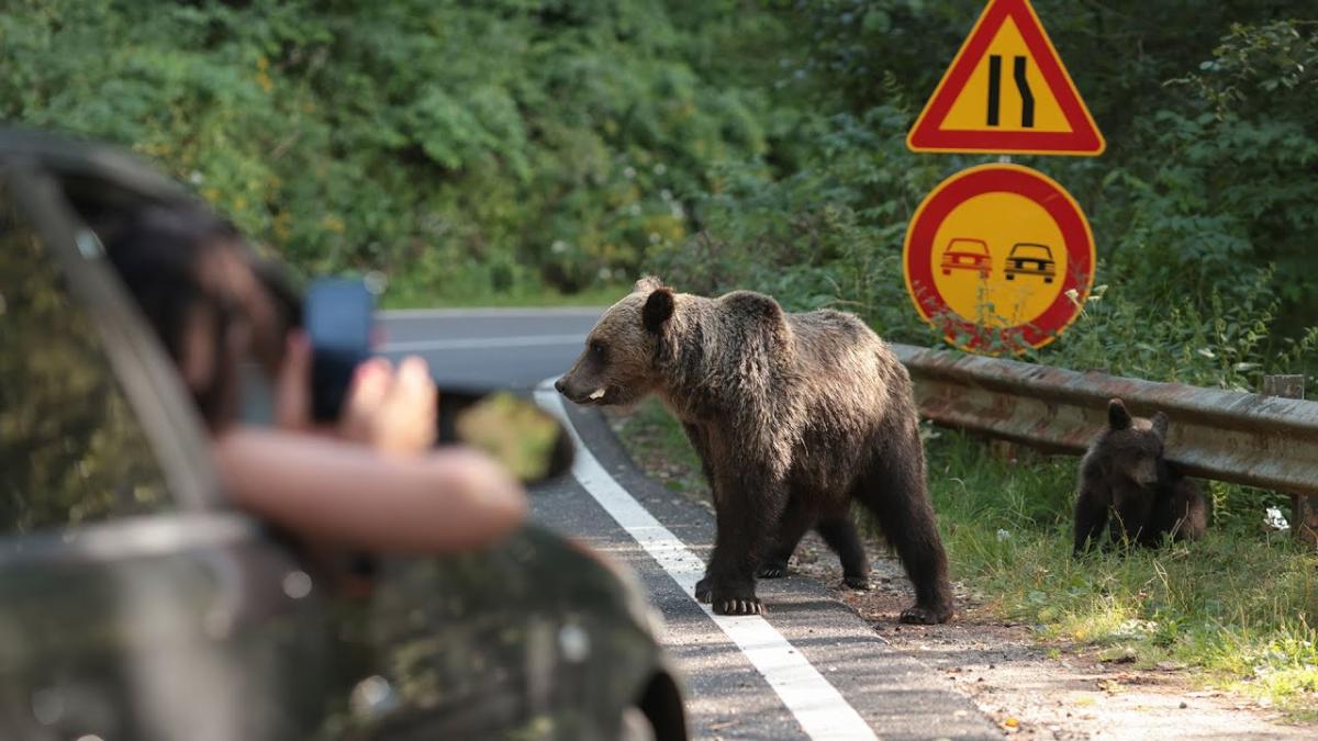 Problema urșilor de pe marginea drumurilor. „A devenit o normalitate să oprească și să le dea de mâncare”