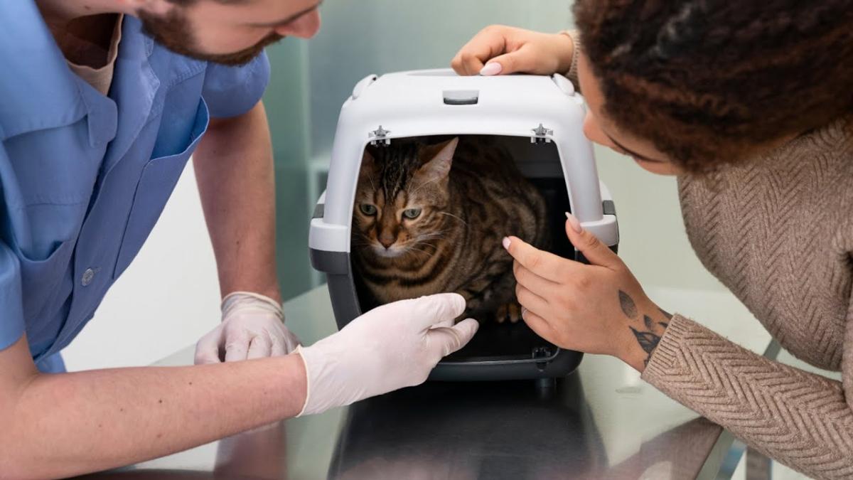 Când se face sterilizarea animalului de companie. Specialist: Riscurile anestezice atunci sunt mult mai mari
