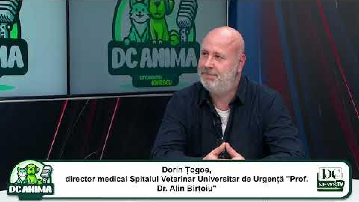 Culisele Spitalului Veterinar de Urgenţă "Prof.dr.Alin Bîrţoiu"| Dorin Țogoe, director medical