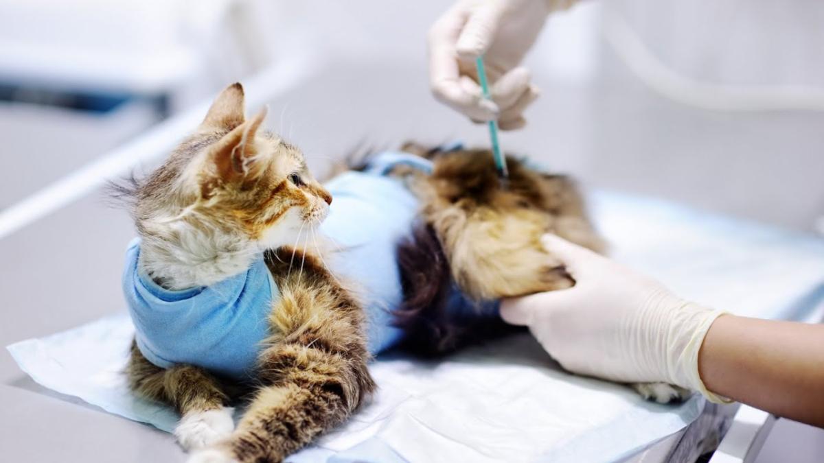 Anestezia veterinară. Specialist: Există un impact, dar este nevoie de această procedură