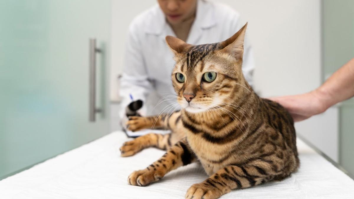 Ce faci când viața animalului tău e în pericol. Cum găsești ajutorul de urgență necesar