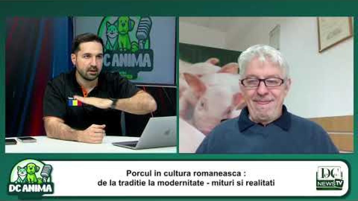 Tradiția tăierii porcului în România. Ioan Ladoşi, invitatul săptămânii la DC Anima