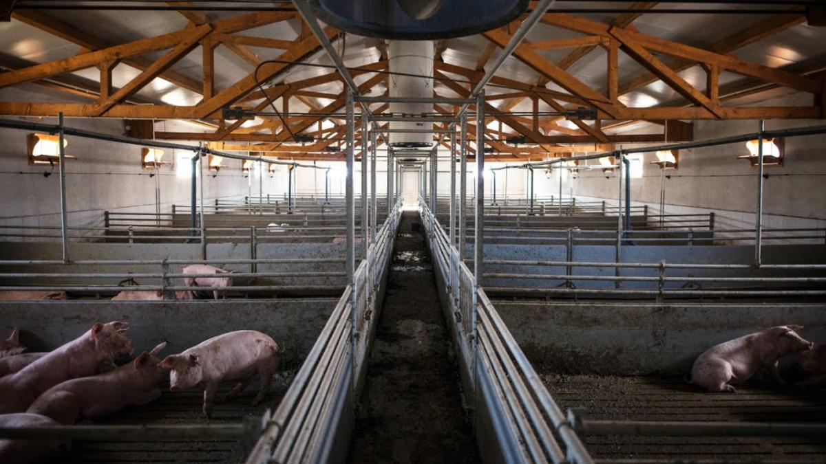 Porcii crescuți în curte, mai buni ca cei de la fermă? Preşedintele Asociaţiei Producătorilor de Carne de Porc: Este o chestiune de marketing