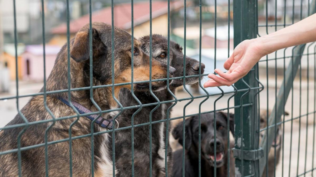 Protejarea animalelor fără stăpân. Singurele soluții identificate pentru a preveni eutanasierea