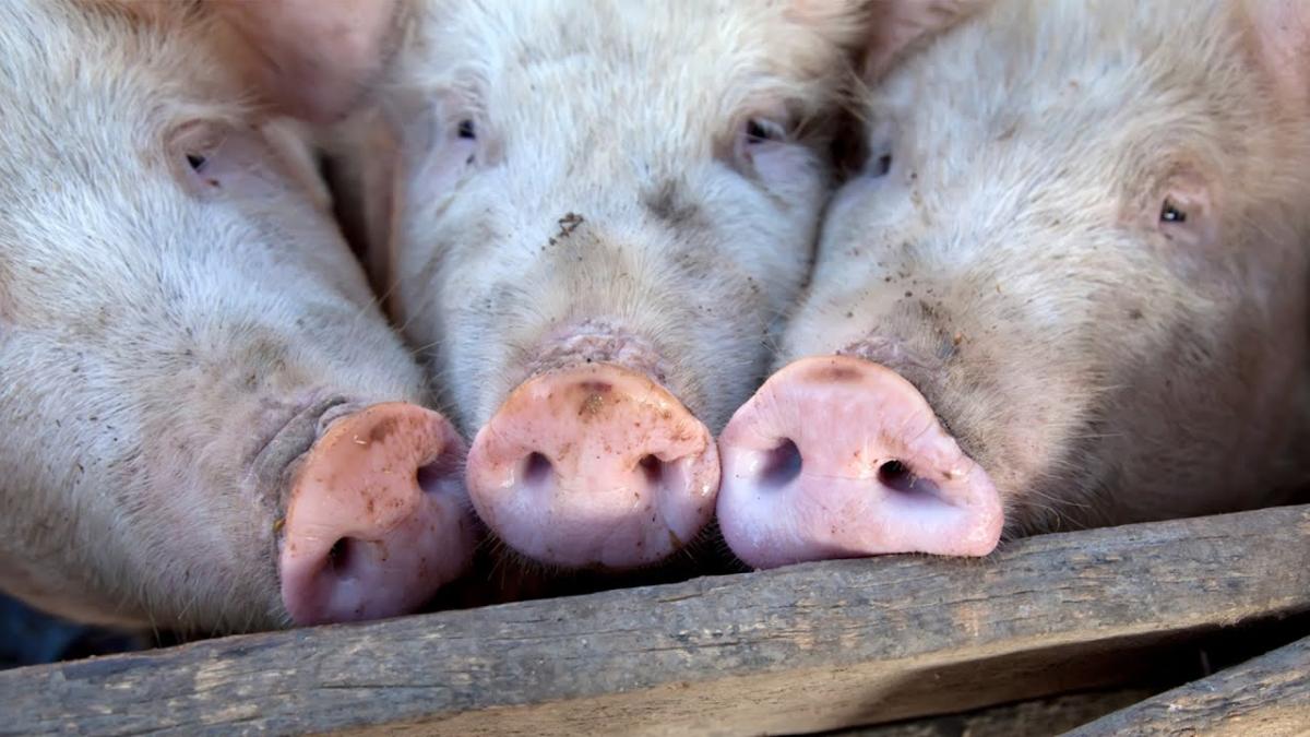 Porcii și abilitățile lor nebănuite. Ioan Ladoşi, preşedintele Asociaţiei Producătorilor de Carne de Porc: Sunt mai deștepți decât câinii