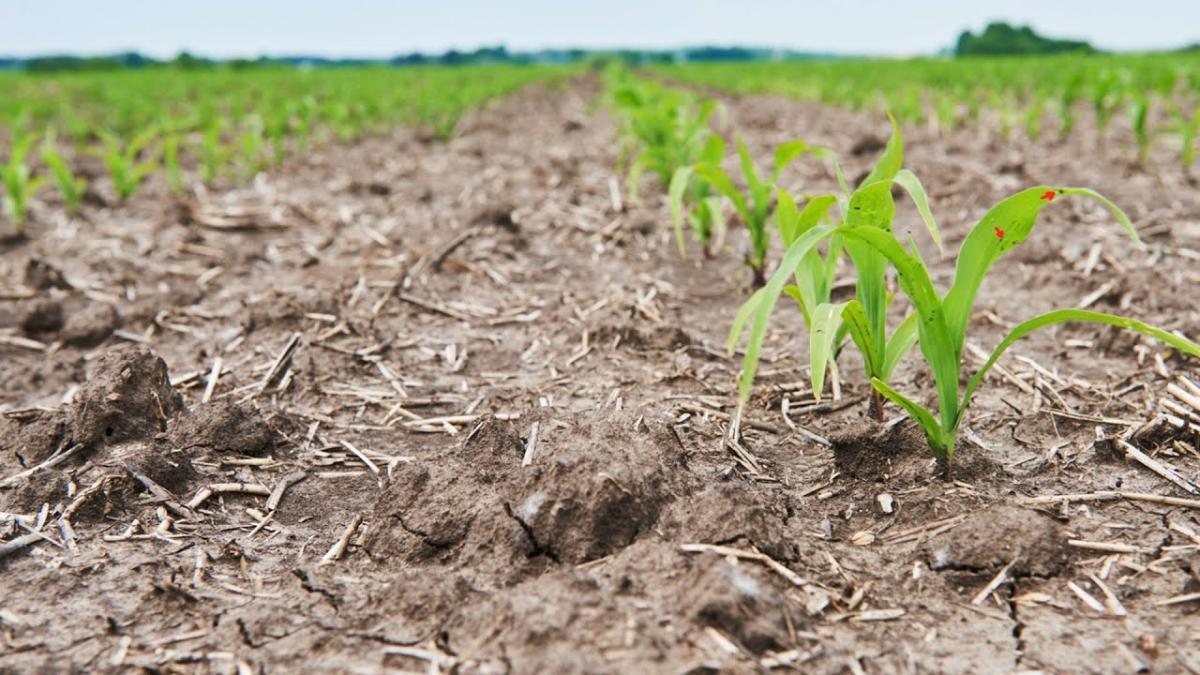 Agricultura românească, lovită puternic de temperaturile extreme. Elena Mateescu, director ANM: „Secetă în extindere și accentuare”