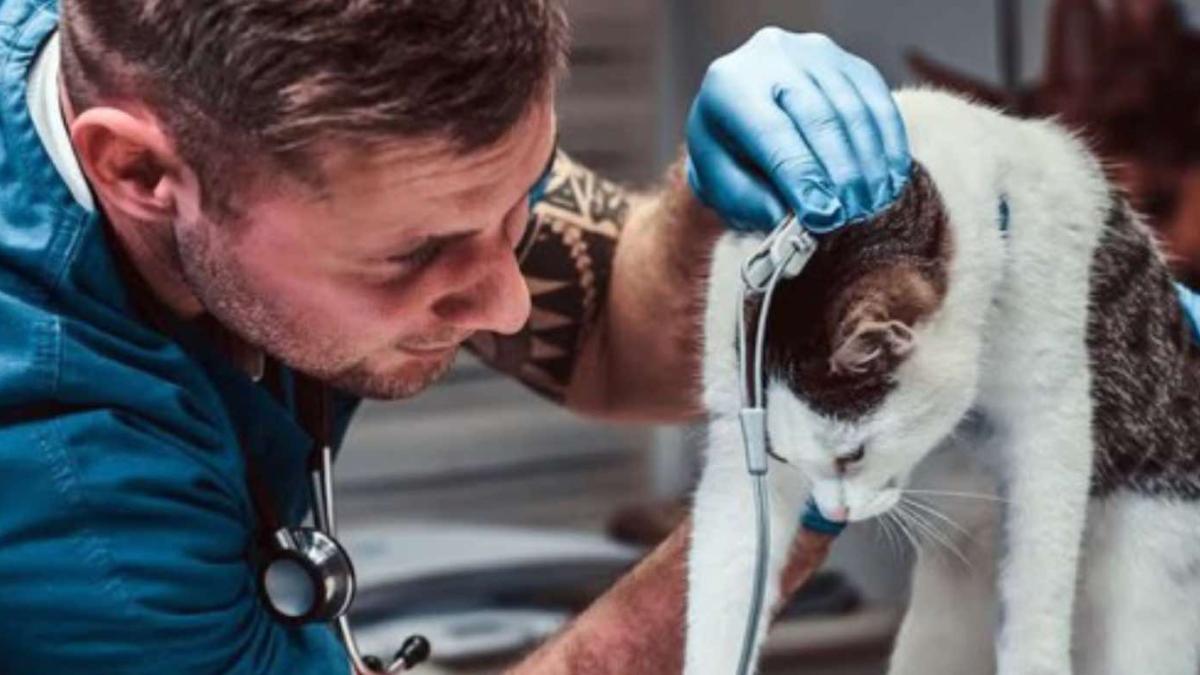 Oportunitățile unui absolvent de medicină veterinară, după finalizarea studiilor. Posibilitățile de dezvoltare a proaspeților absolvenți