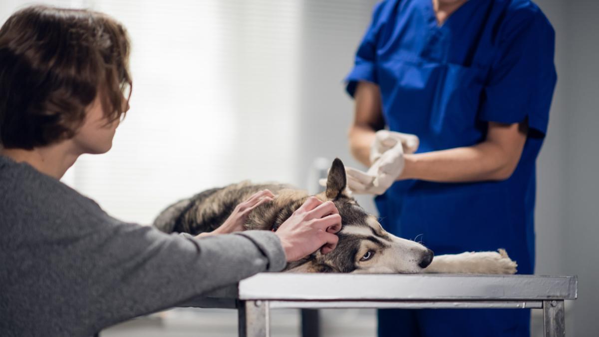 Pașii necesari pentru a ajunge un bun chirurg veterinar. Decanul facultății are vești noi pentru studenți