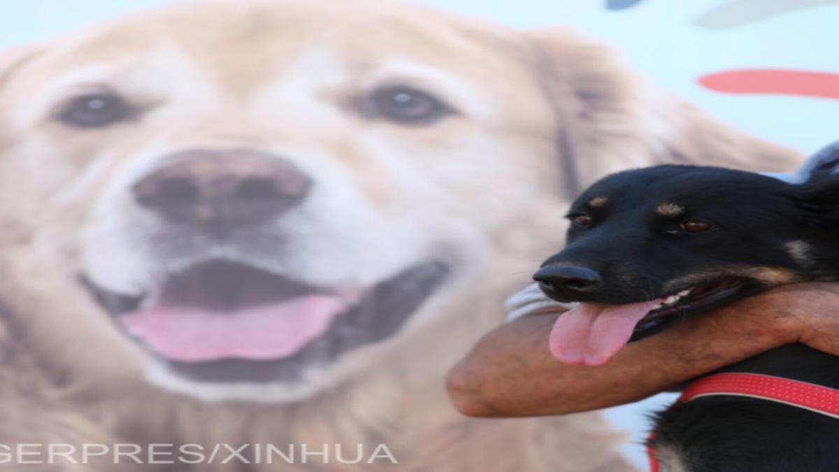 Elementele-cheie ale unui medic veterinar de succes. Ce schimbări au avut loc în domeniu în ultimii ani?